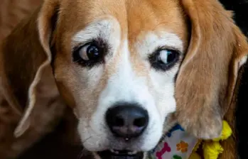 Los perros también se deprimen, y aquí te contamos por qué