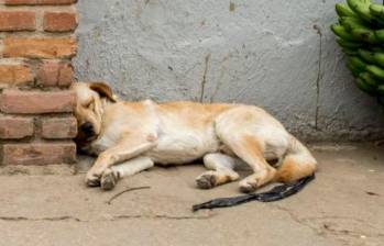 Esto es lo que debes hacer si tu perro tiene pesadillas