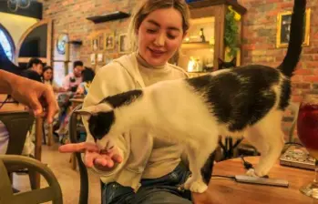 Olores que los gatos no soportan y les generan incomodidades