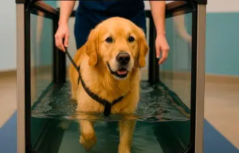 Hidroterapia para mascotas: calidad de vida para perros y gatos