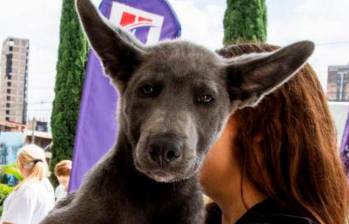 Cinco razones por las que tu perro no te obedece