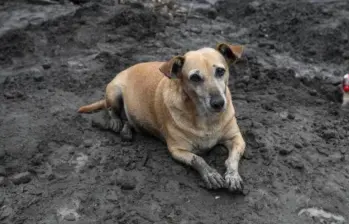 ¿Cómo ayudar a los animales sin hogar afectados por las lluvias en Medellín?