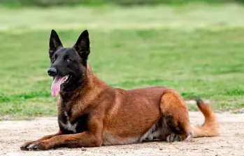 Las tres razas de perros menos recomendadas para el hogar