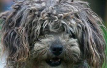 Limpia las orejas de tu perro con esta guía práctica