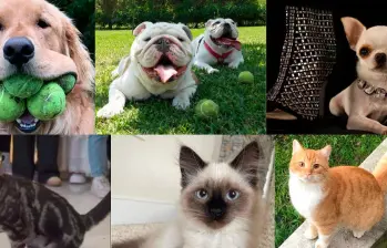 Los perros y gatos más increíbles según los Récords Guinness