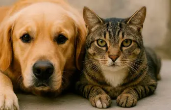 ¿Quién es más inteligente: el perro o el gato? 