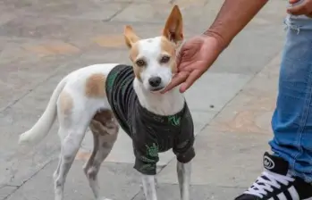 Día Internacional del Perro sin Raza: ¡Vivan los criollos!