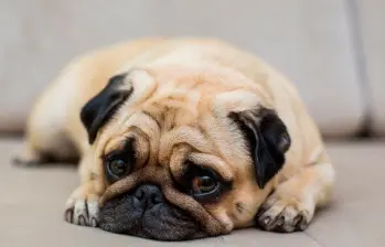 ¿Tu perro es sordo? Así puedes saberlo