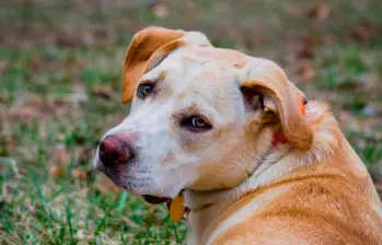 Los perros pueden entender lo que piensas