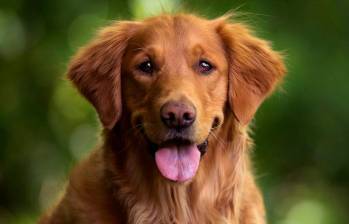 Las cinco razas de perro que más pelo pierden