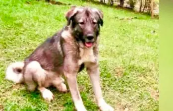 ¿Qué pasó con Loky? Esto dicen desde el spa canino donde fue atendido