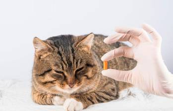 Síntomas que revelan enfermedades silenciosas en gatos 