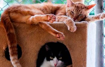 ¿Los gatos se enamoran? Estas son sus señales de afecto