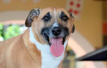 Con Ley Kiara habrá huellas de reconocimiento para el cuidado animal