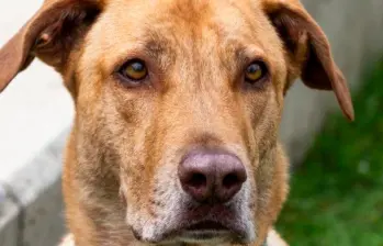Razas de perros que ayudan a personas con autismo