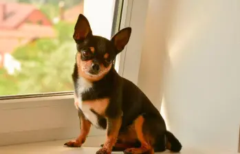 Razas de perros más apegadas a sus dueños