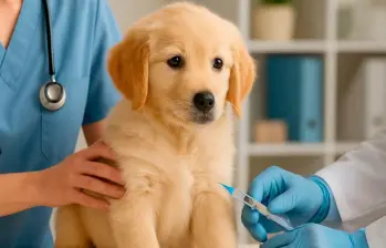 Parvovirus en perros: proteja a su cachorro de esta enfermedad