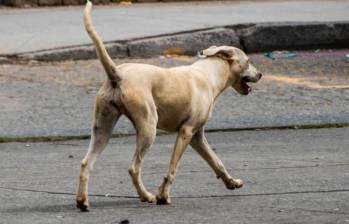 Perros callejeros en Delhi generan debate entre ciudadanos