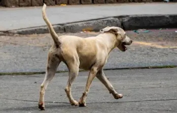 ¿Los perros pueden quedarse calvos? Esta es la alopecia canina