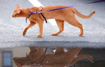 Pasear gatos con correa: ¿aventura o estrés? 