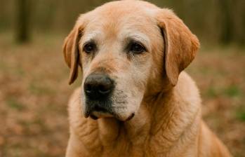 Todo lo que necesitas saber si quieres adoptar un perro senior