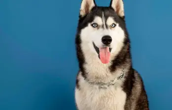 Conoce los dramáticos perros husky siberianos 
