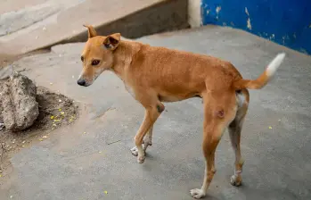 Los perros callejeros entienden los gestos humanos