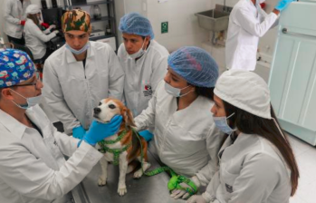 Nuevas pautas de vacunación para mascotas en el mundo: ¡Entérese de las recomendaciones de expertos!