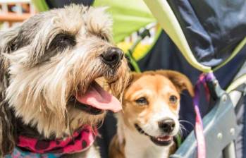 ¿Por qué los perros comen rápido?