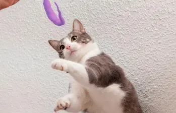 ¿Cómo entrenar la agilidad en gatos? Claves para el bienestar para tu felino
