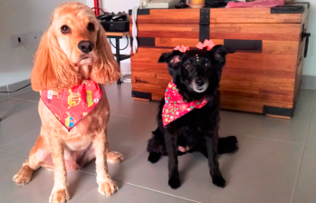 Tokio y Abril, dos perros “usados” que tuvieron una segunda oportunidad