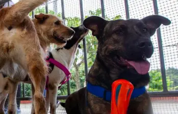 Por esta razón los perros huelen la entrepierna de las personas