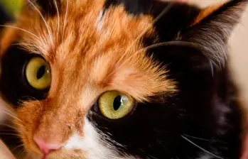 Gatos sin cola en Japón: ¿por qué son considerados símbolos de buena suerte?