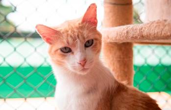 Problemas comunes del comportamiento en gatos