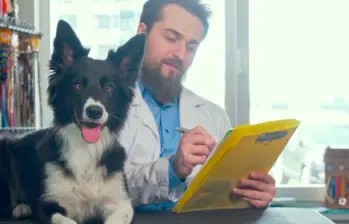 Esterilización canina: guía esencial para el bienestar de tu perro