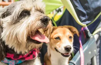 Para entender las emociones de los perros, esto dice la ciencia