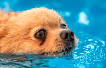 Hidroterapia para perros: el aliado para tu mascota