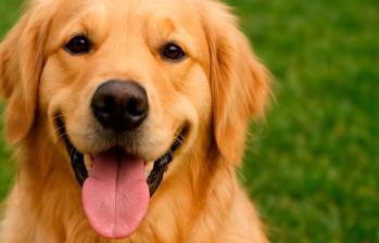 [En video] Señales de que tienes la personalidad de un golden retriever