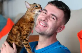 ¿Cómo tus gatos “te adiestran”?: tácticas de manipulación felina