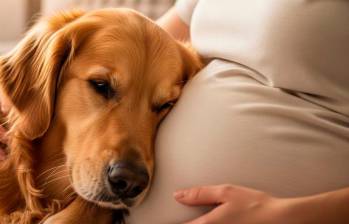 ¿Los perros pueden identificar el embarazo de una mujer?