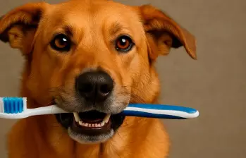 ¿Cómo cuidar la higiene oral de tus mascotas?