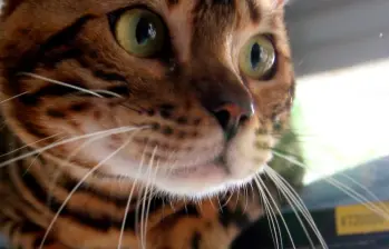¿Los perros y gatos son chismosos? Esto observan cuando te escuchan tus conversaciones