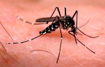 Según las autoridades, los análisis demuestran mayor número de mosquitos infectados. FOTO Colprensa