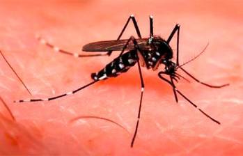 El dengue se incrementó en un 6,9% en relación al 2022. Foto: Colprensa. 