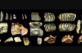 Fósiles hallados en el lecho marino frente a Java revelan cómo vivió el Homo erectus en Sondalandia hace 140.000 años. FOTO Cortesía Universidad de Leiden