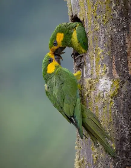 El loro orejiamarillo es una de las especies colombianas destacadas en los Premios de Fotografía Audubon 2026, certamen que reconoce imágenes sobre la biodiversidad y conservación de las aves. FOTO: Santiago Pérez Rincón. 