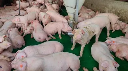 Corantioquia inició procesos sancionatorios contra varias granjas y pidió a las demás intensificar sus protocolos. FOTO: Cortesía Corantioquia