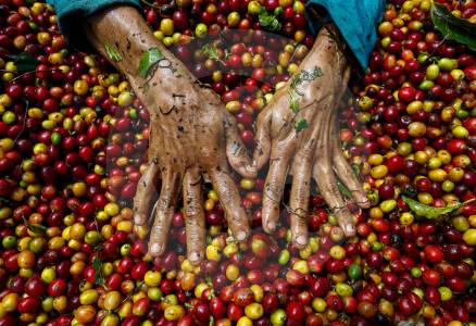 Producción de café creció 43% en junio, pero el balance del semestre sigue en rojo