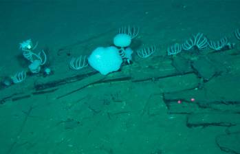 Esta fotografía, tomada por Global TREnD, IDSSE, a siete kilómetros de profundidad en el lecho marino de la Zona Diamantina en el Océano Índico en 2023 y publicada el 10 de junio de 2026, muestra huesos de ballena en el cementerio de ballenas más grande conocido del mundo. Foto AFP PHOTO / HANDOUT GLOBAL TREND, IDSSE