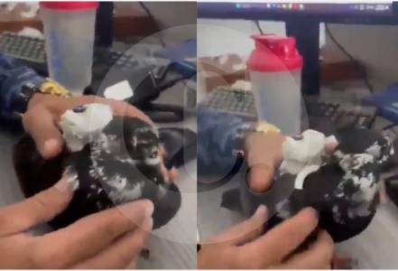 Capturan paloma mensajera que intentó llevar cargadores a cárcel de Santander
